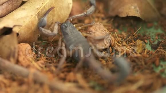 致命热带雨林蝎子哥斯达黎加视频的预览图