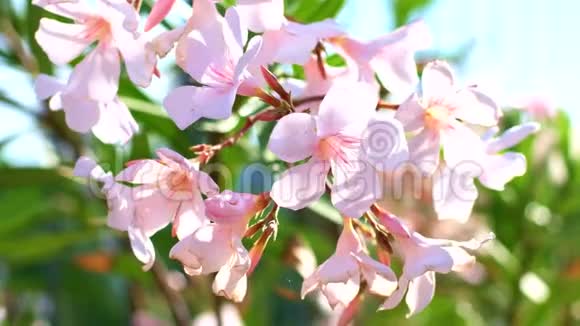 细观夹竹桃拉丁名称花白色和粉红色盛开的美丽植物视频的预览图