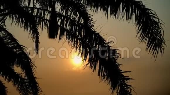 热带海域椰子棕榈树叶的日落景色旅行目的地视频的预览图