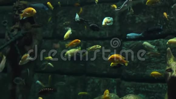 美丽的五颜六色的鱼在珊瑚礁中游泳慢动作视频的预览图