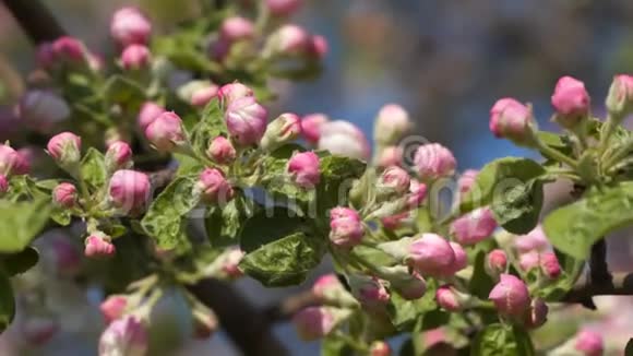 开花树的粉红色芽视频的预览图