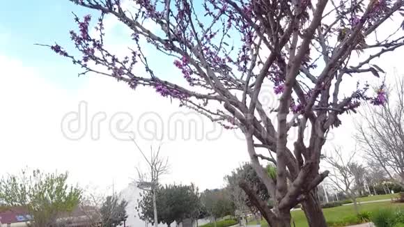以色列一种春天开花的紫粉色树视频的预览图