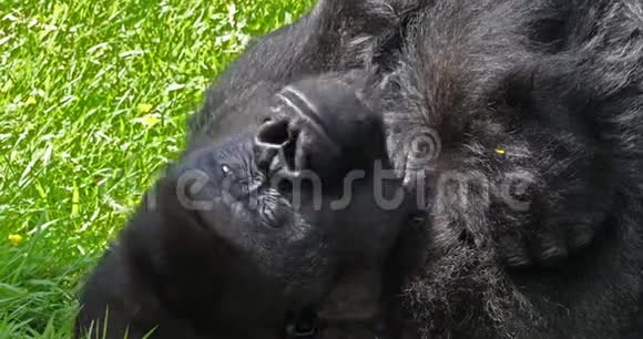 东部低地大猩猩大猩猩大猩猩银背雄性躺在草地上打哈欠慢动作视频的预览图