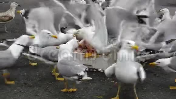 海鸥鸟成群地吃鱼屑很自然的声音视频的预览图