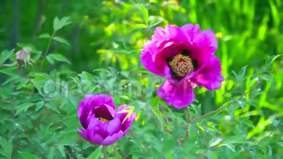 牡丹的粉红色花朵视频的预览图