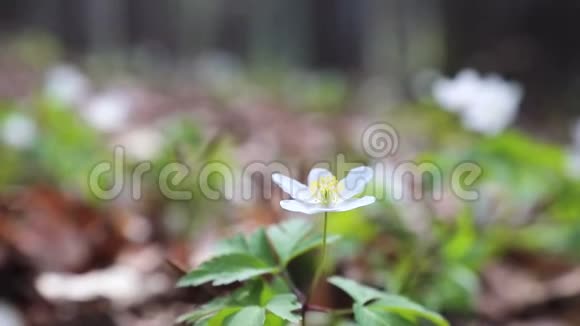 绿色草坪上的小白春林花视频的预览图