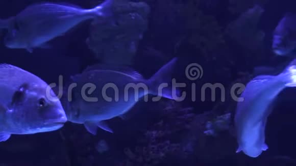 美丽的五颜六色的鱼在珊瑚礁中游泳慢动作视频的预览图
