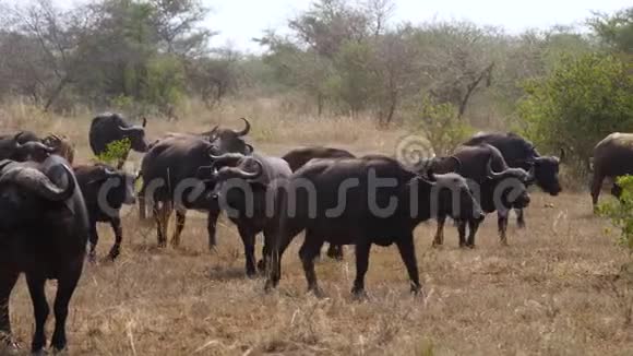 水牛群在非洲大草原的尘土飞扬的地面上行走视频的预览图