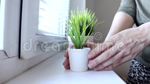 女人把装饰性的绿色植物放在窗台上的花盆里照顾植物创造舒适视频的预览图