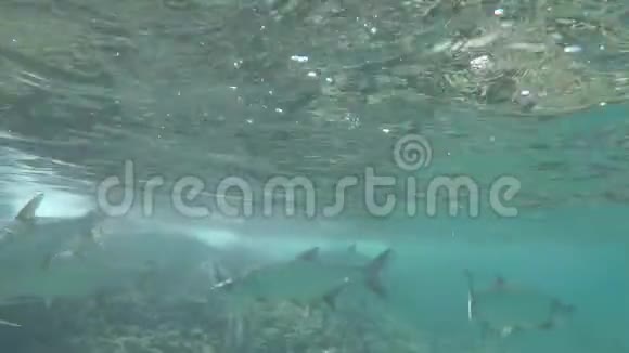 一群巨大的加勒比海塔蓬鱼在缓慢的运动中接近镜头视频的预览图