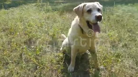 狗种拉布拉多猎犬坐在绿草上吠叫家畜训练关门视频的预览图
