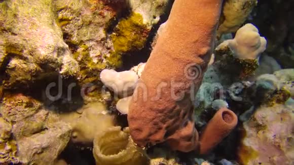 刺管海绵卡利松海绵是红色的在水下的灯视频的预览图