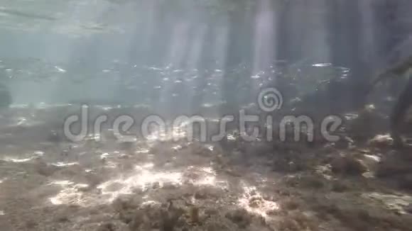 带梭鱼和小鱼和树根的红树林水下生态系统视频的预览图