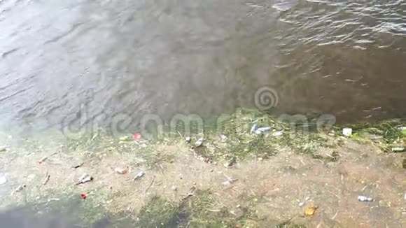 塑料瓶和河里的垃圾视频的预览图