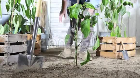 女人在菜园里工作用花园软管给甜椒植物浇水这样它就可以在植物的木箱附近生长了视频的预览图