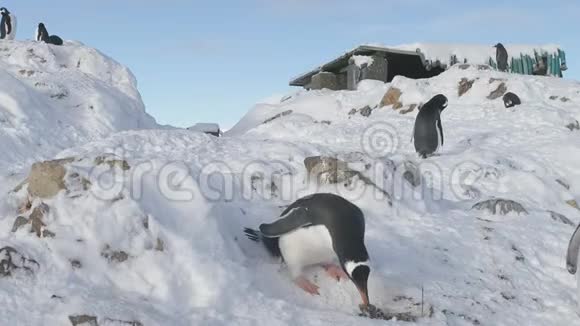 登图企鹅偷巢石南极特写视频的预览图