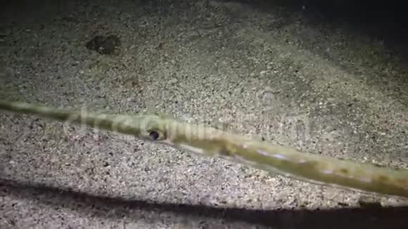 山茱萸鱼在水下灯笼的照耀下晚上在沙底上方游泳视频的预览图