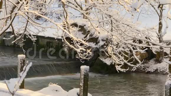 雪在阳光下在树上融化视频的预览图