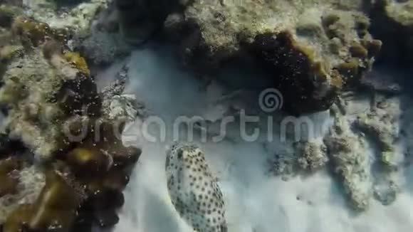 水下的方形鱼视频的预览图