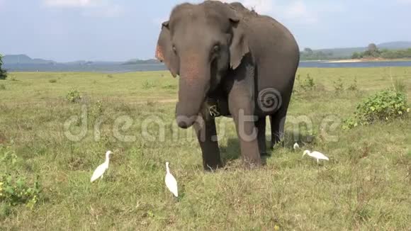 大象吃白鹭的草三个四分之一的景色视频的预览图