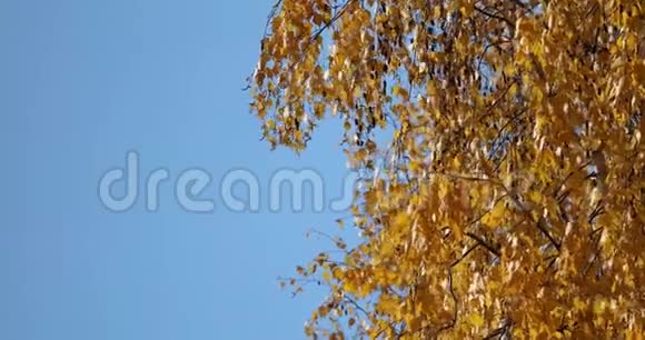 黄桦树的叶子在风中摇摆视频的预览图