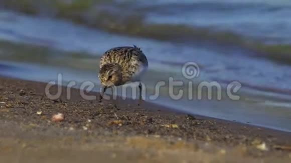 小鸟沿着靠近水的沙岸奔跑小沙鹬寻找食物和食物视频的预览图