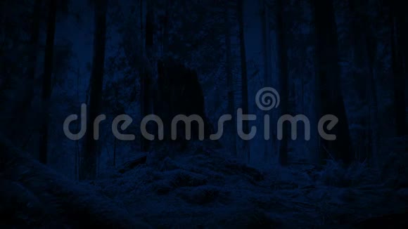 在森林中度过夜晚的树桩视频的预览图