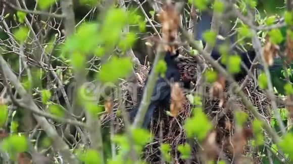 乌鸦在树顶的巢里觅食幼鱼视频的预览图