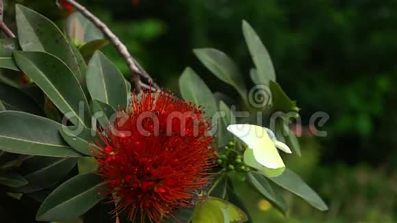 一只柠檬移民蝴蝶飞到植物园里的一朵红色金色的彭达花视频的预览图