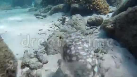水下的方形鱼视频的预览图
