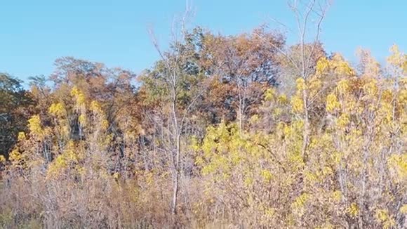 秋天生长的干燥森林视频的预览图