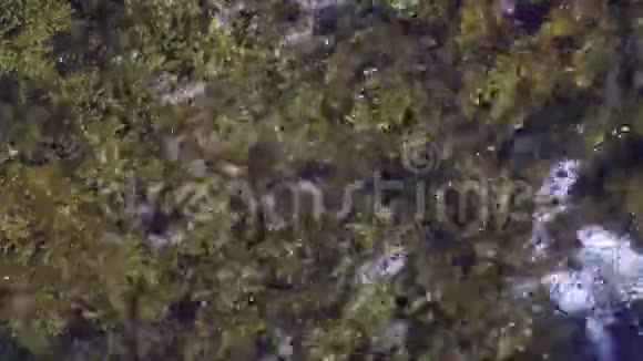 植物和藻类在水中流动的特写镜头视频的预览图