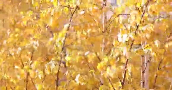 黄桦树的叶子在风中摇摆视频的预览图