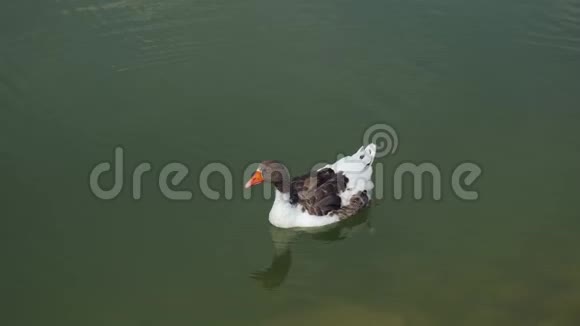 土耳其夏季有一只鹅在湖上游泳视频的预览图