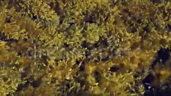 植物和藻类在水中流动的特写镜头视频的预览图