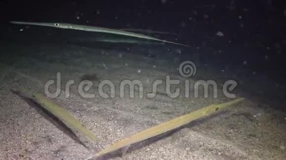 山茱萸鱼在水下灯笼的照耀下晚上在沙底上方游泳视频的预览图