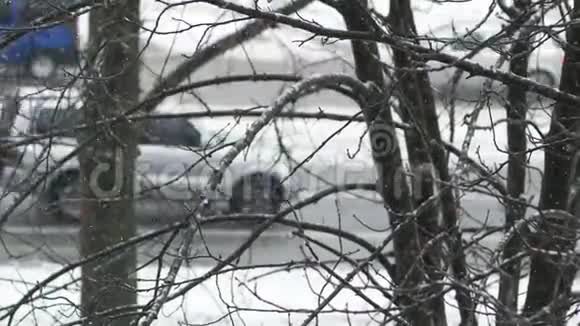 在城市街道上飞雪光秃秃的树枝视频的预览图