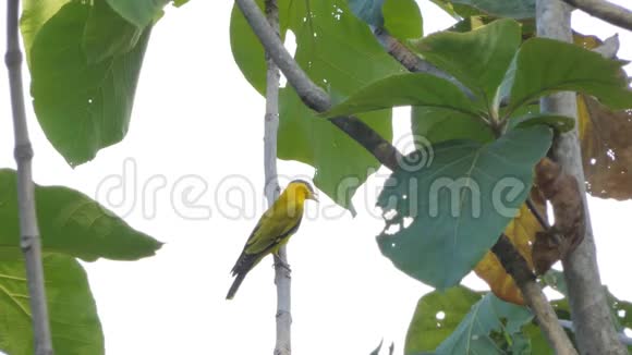 热带雨林中的黑黄鹂鸟视频的预览图