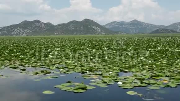 睡莲花的大地毯覆盖着自然保护区的湖泊视频的预览图