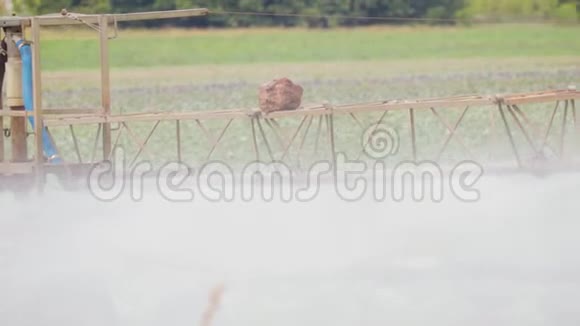 自行式喷雾器在农田中处理卷心菜视频的预览图