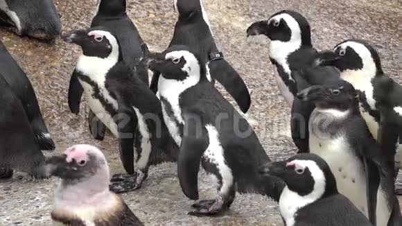 企鹅无飞行的鸟动物视频的预览图