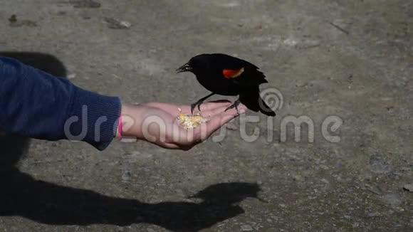 手喂一只红翅黑鸟视频的预览图