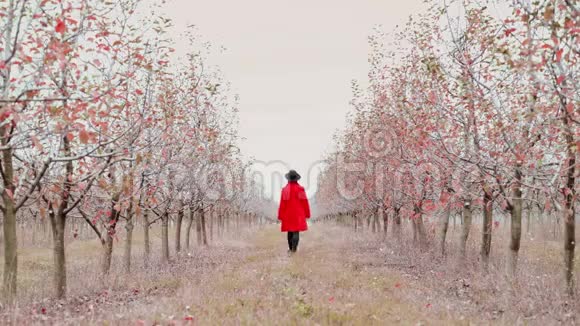 秋天一个穿着红衣的女人独自在苹果园的树间散步女孩远离镜头视频的预览图