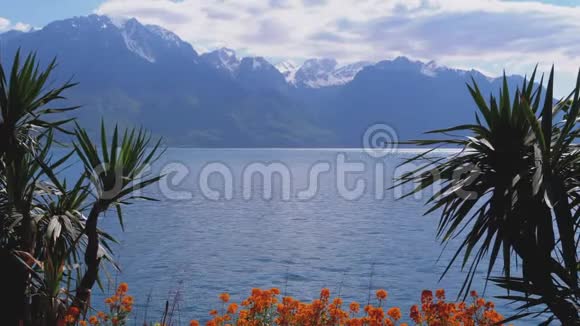 通过棕榈树和花卉景观在日内瓦湖和瑞士阿尔卑斯山在蒙特勒河岸视频的预览图
