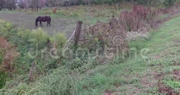 牧马前景中有一匹黑马马在阴沉的秋天吃草视频的预览图