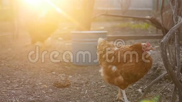 有趣的小鸡在看镜头视频的预览图