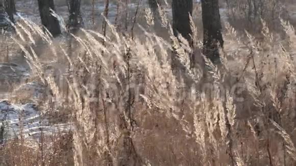 干燥的草在冬天的桦树的背景下随风摇曳视频的预览图