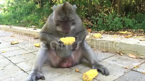 在印度尼西亚巴厘岛乌卢瓦图寺建筑群吃猴4k段录像视频的预览图