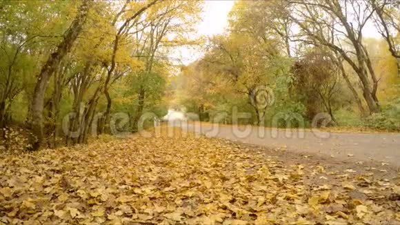 一家人沿着路边的树叶奔跑视频的预览图