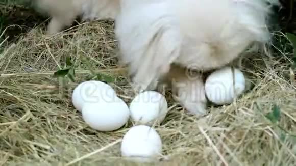 一个人用手在稻草或鸡窝里收集白鸡蛋然后把它折在柳条篮里装鸡蛋视频的预览图